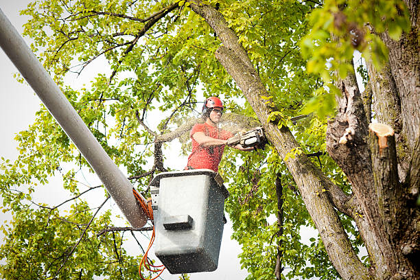 Best Tree Pruning Services  in Gra Forks Af, ND